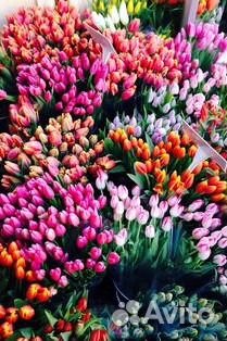 Тюльпаны
