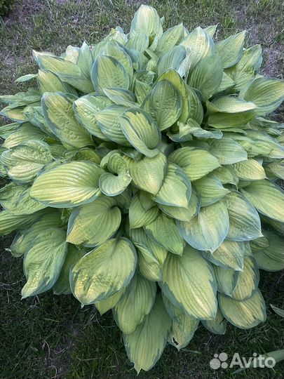 Хосты и гейхеры