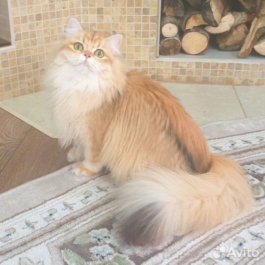 Котоняня и помощник по хозяйству