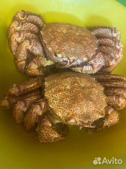 Краб волосатик варёный