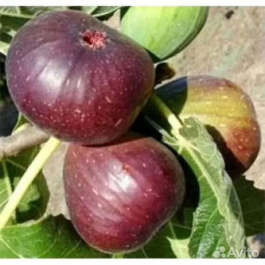 Инжир Крымский черный, Далмацкий белый