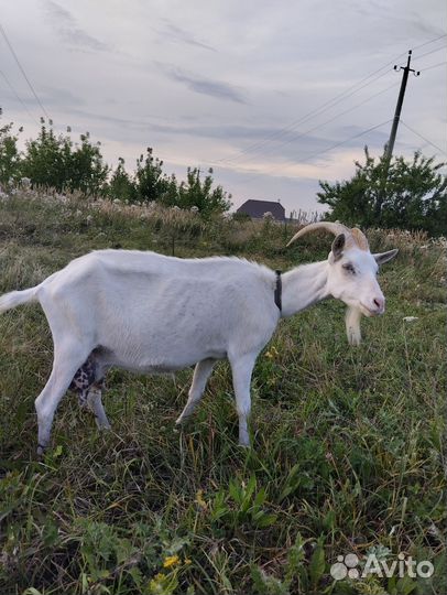 Зааненская дойная коза