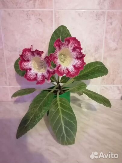 Глоксиния лист на срез