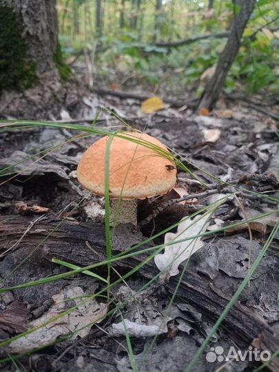 Грибы подосиновики замороженные и сушёные