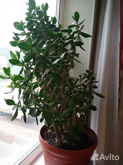 Цветы бесплатно Замиокулькас, спатифилум,толстянка