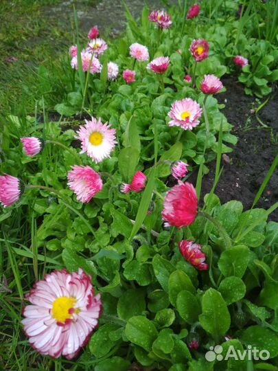 Маргаритки