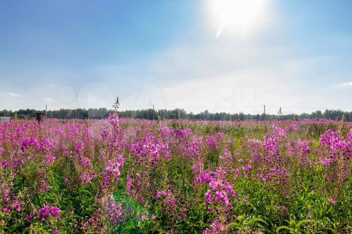 Участок 35 сот. (СНТ, ДНП)