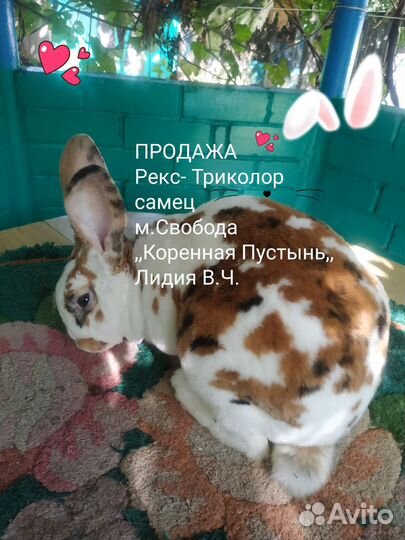 Кролики- Рексы