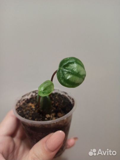 Пеперомия арбузная