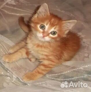 Прелестные котики