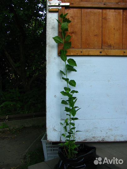 Саженцы терна (сливы)