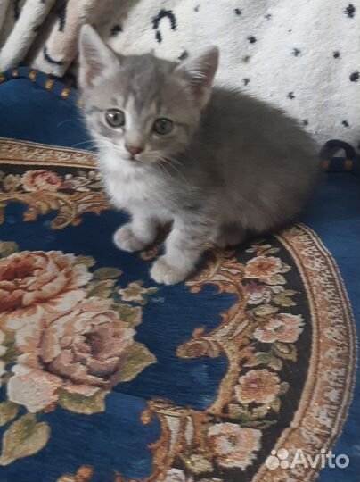 Кошечка в добрые руки