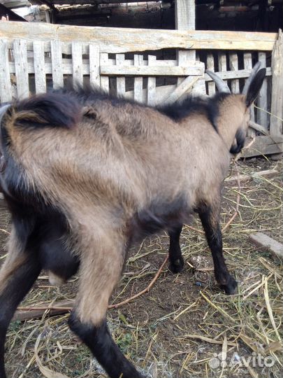 Чешский козлик