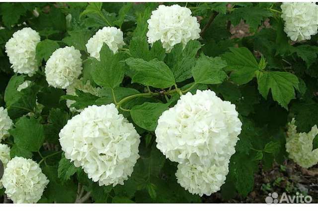 Бульдане растение