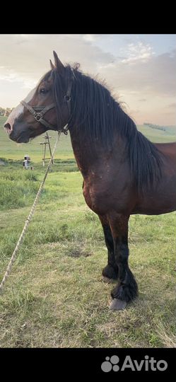 Жеребец производитель