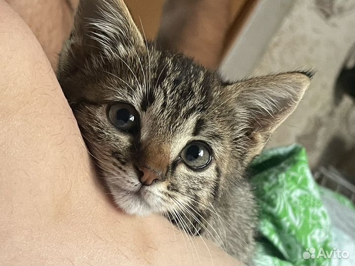 Котята бобтейл