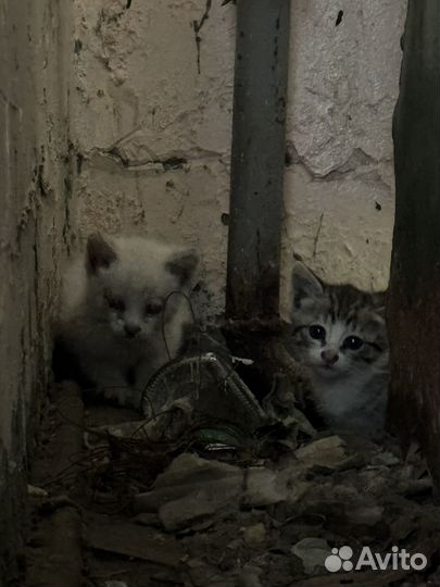 Котята мальчик и девочка