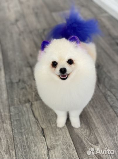 Стрижка собак стрижка кошек Груминг