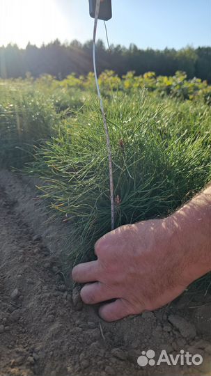 Саженцы сосны и ели окс от производителя