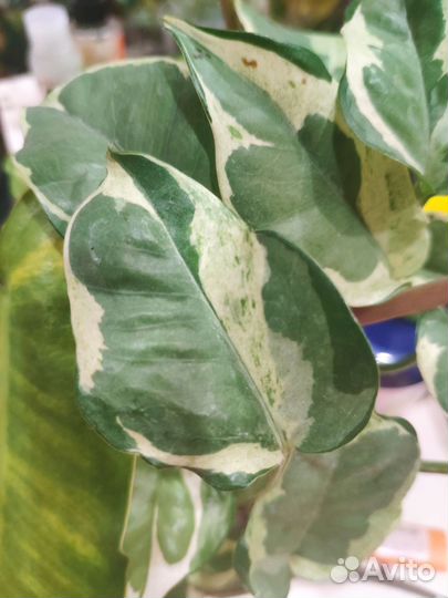 Живые лианы для террариума