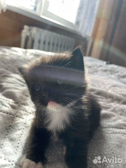Котята