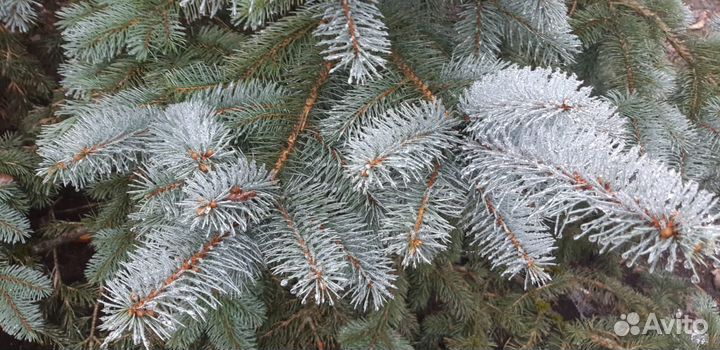 Саженцы голубой ели