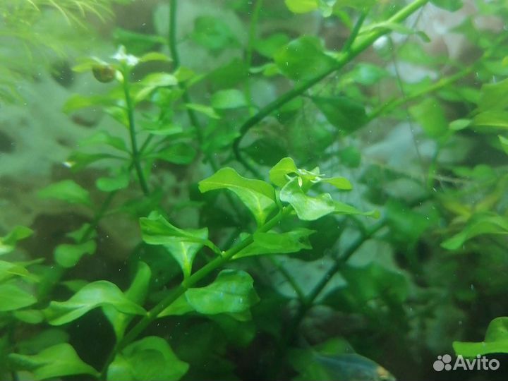 Людвигия аквариумное растения 3 кустика 50р