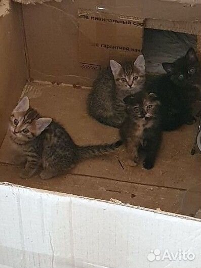 Отдам котенка в добрые руки