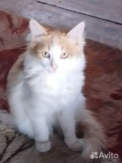 Отдам котят
