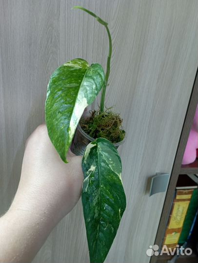 Сциндапсусы (эпипремнумы)