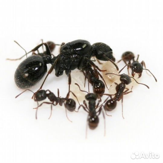 Муравьи для муравьиной фермы