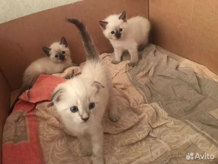 Шотландец вязка