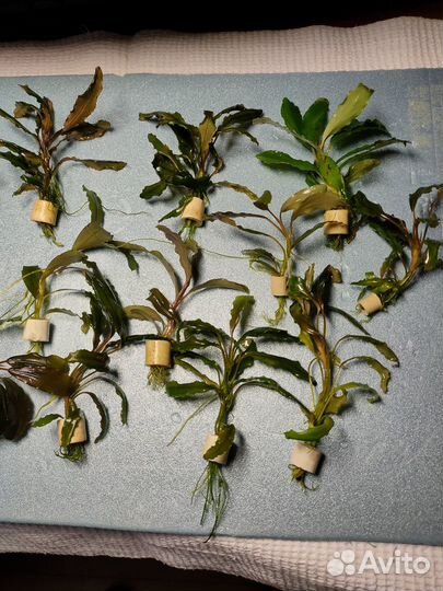 Буцефоландры