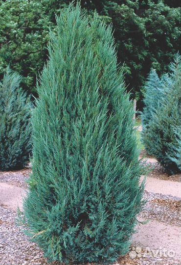 Можжевельники