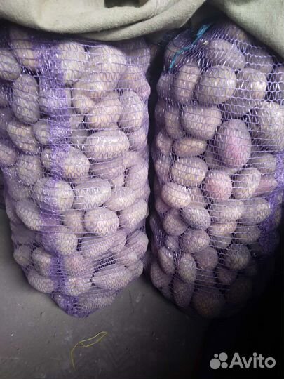 Картофель привезу 9.10.23г