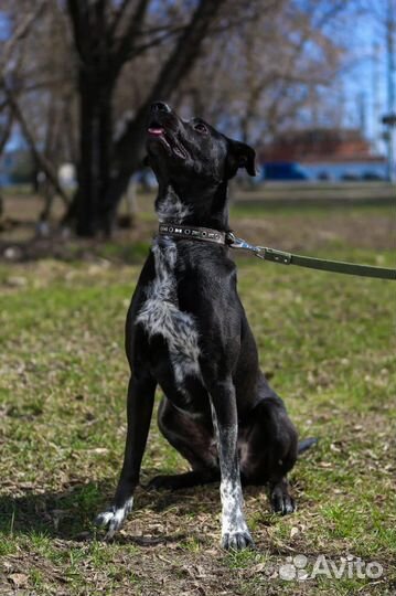 Собака в добрые руки, Витас