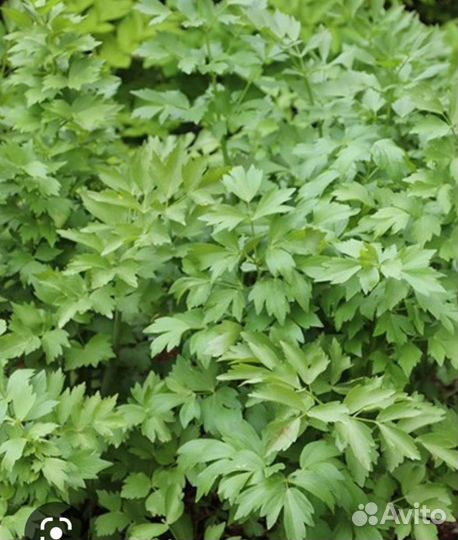 Любисток многолетний