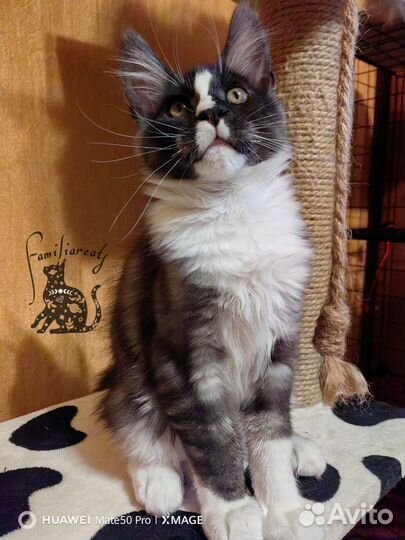 Котята мейн-кун