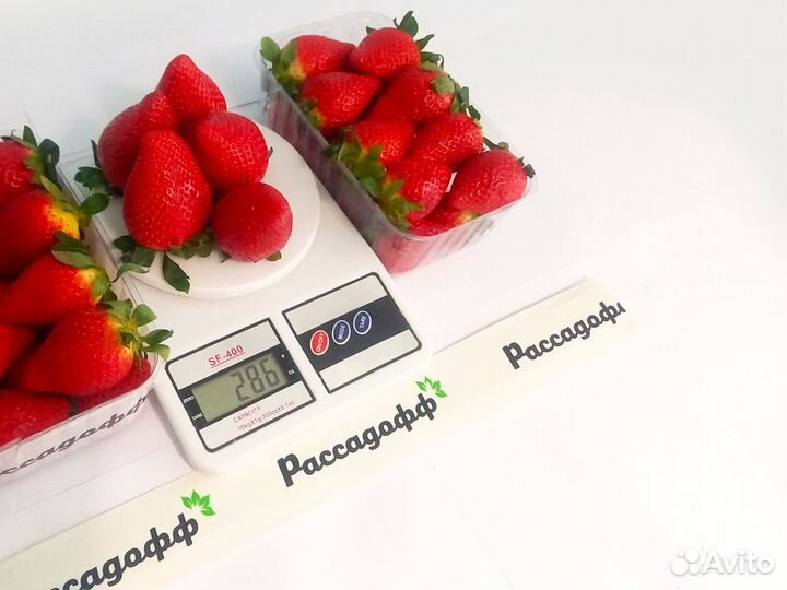 Рассада клубники. Оптом от 128 штук