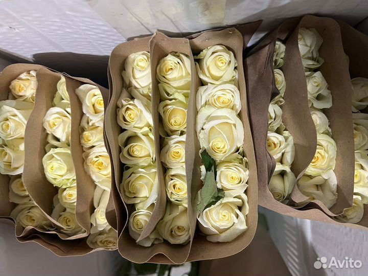 Свежие цветы роз от склада