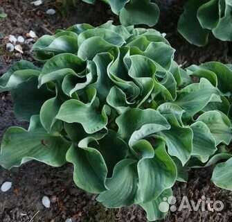 Хосты из серии Мышиные ушки