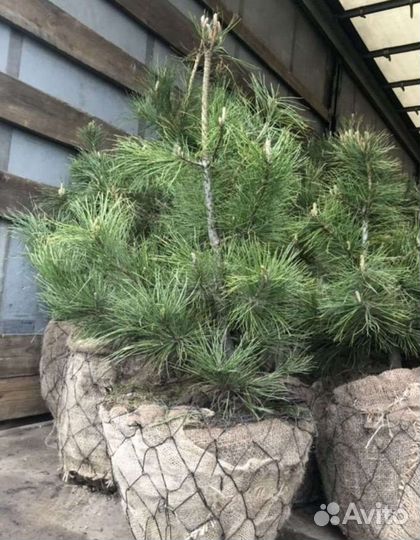 Кедр Алтайский