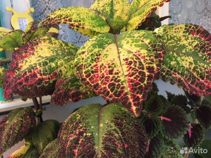 Цветы комнатные