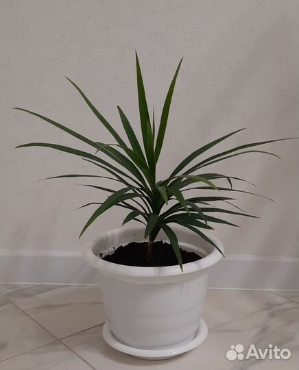 Пальма юкка