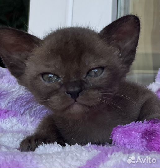 Бурманские котята