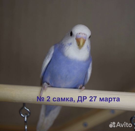 Птенцы самки волнистых попугаев красивых окрасов