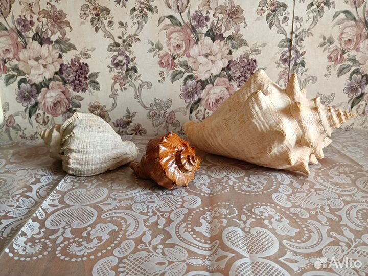 Морские раковины