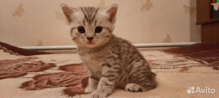 Британские котята