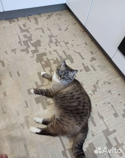 Кот в добрые руки