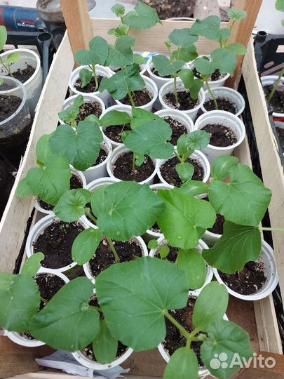 Рассада Арбуза. Дыни. Тыквы